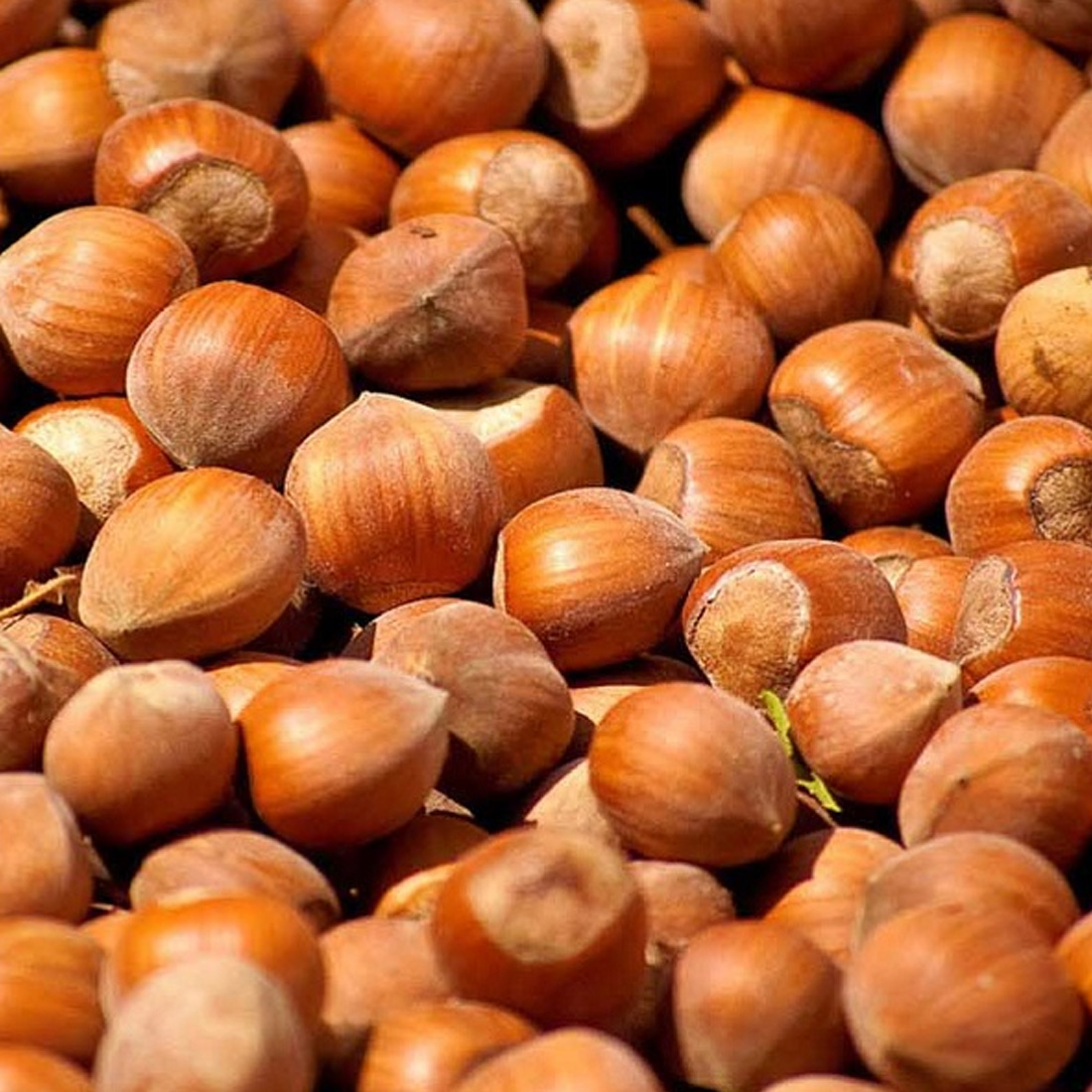 Nocciole